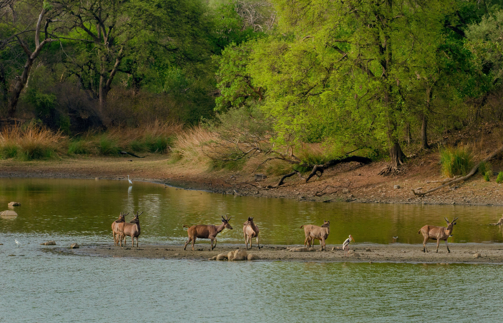Thekkady