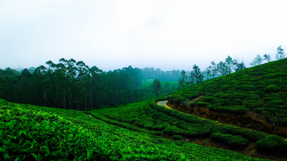 Tea gardens