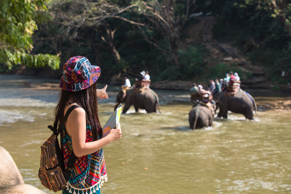 Wildlife Safari