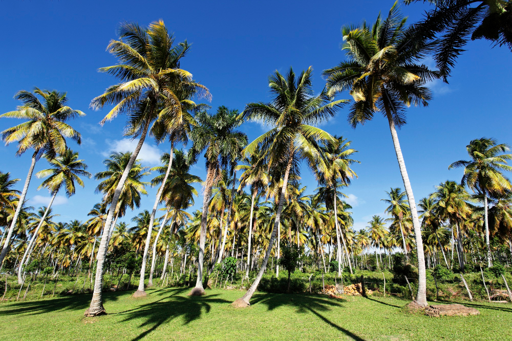 Coconut Groves