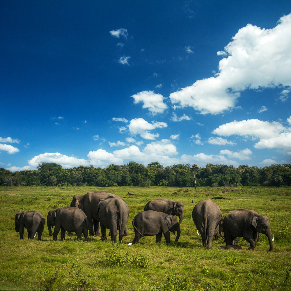 Thekkady