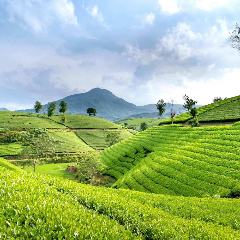 Munnar Family Escape package