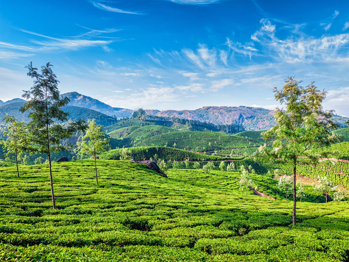 Thekkady Spice Plantations